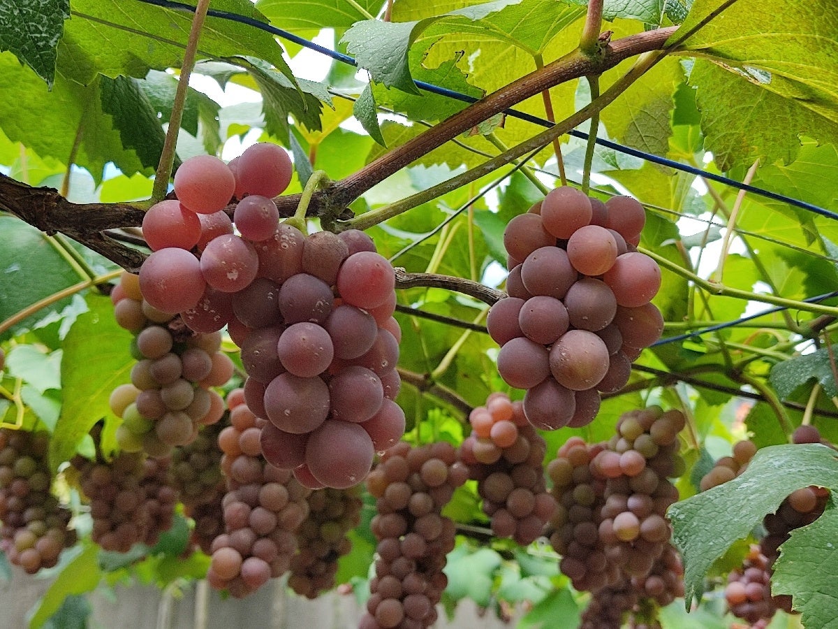 大阪産デラウェアぶどう