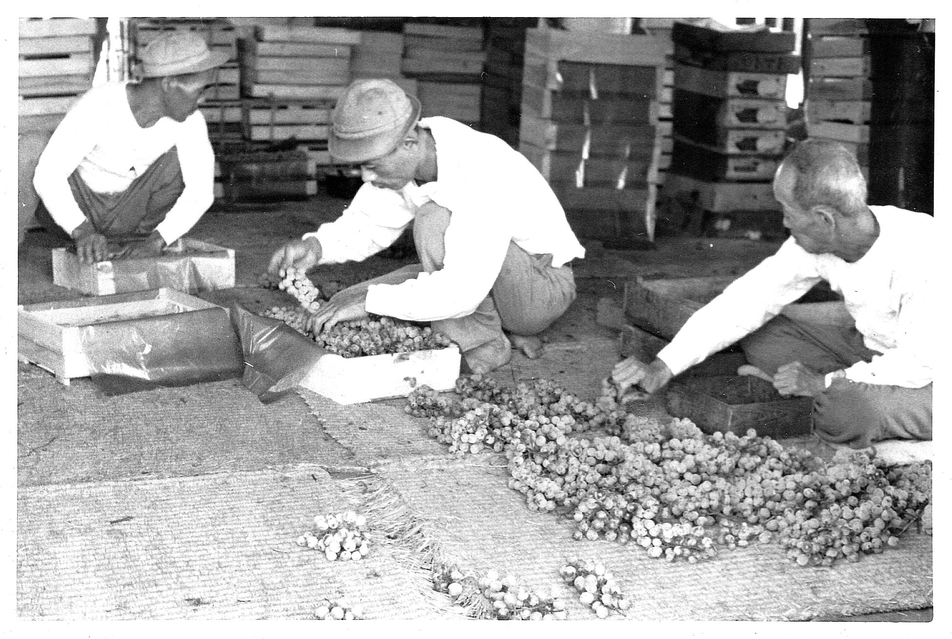 摘粒作業の様子(サビ取り)