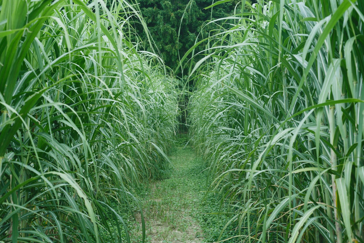 福岡・朝倉のサトウキビから15年 朝倉蒸溜所がISC 2026「Rum Producer of the Year」を日本のメーカーとして初受賞