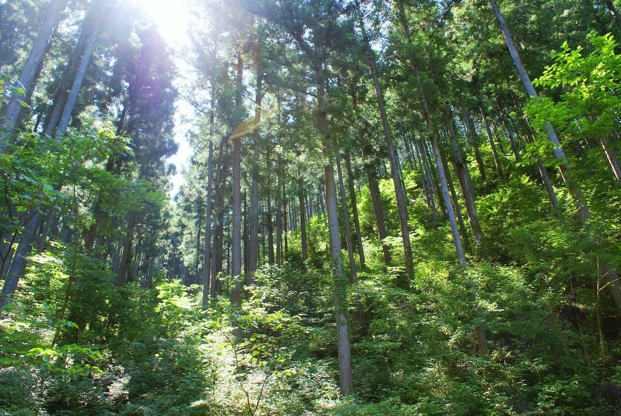 高知県中土佐町の森