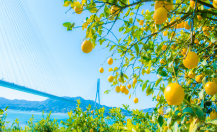 瀬戸田レモン農園からの風景