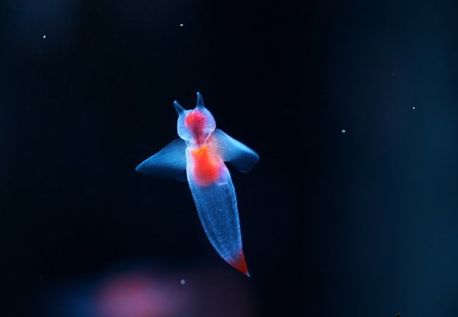 海の天使CLIONE“クリオネ”