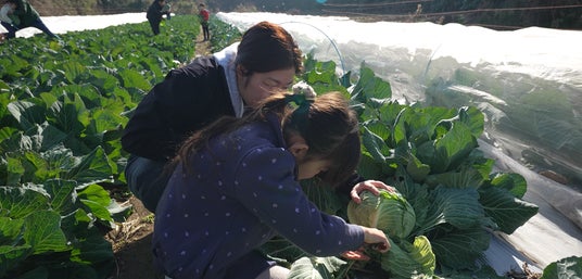 地域の未来を育む“学びの畑”──「キャベツ畑で農業を学ぶ」農育体験レポート 地域の未来を育む“学びの畑”──「キャベツ畑で農業を学ぶ」農育体験レポート