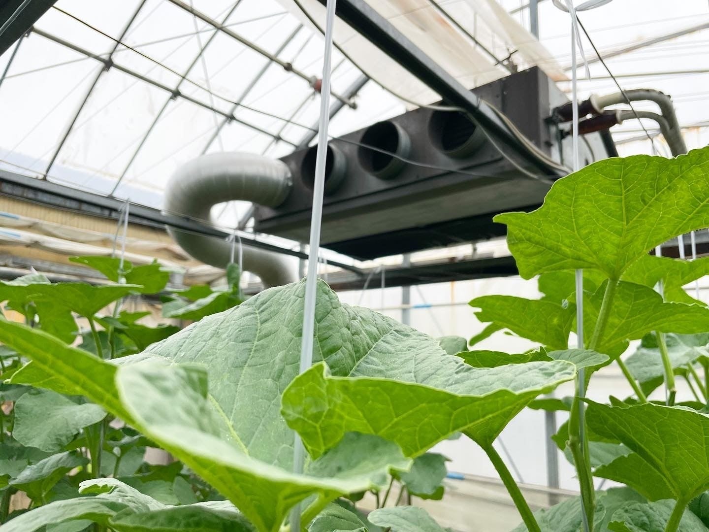 笑みがこぼれるメロン】恵まれた自然とハイテクで生まれる最高級マスク