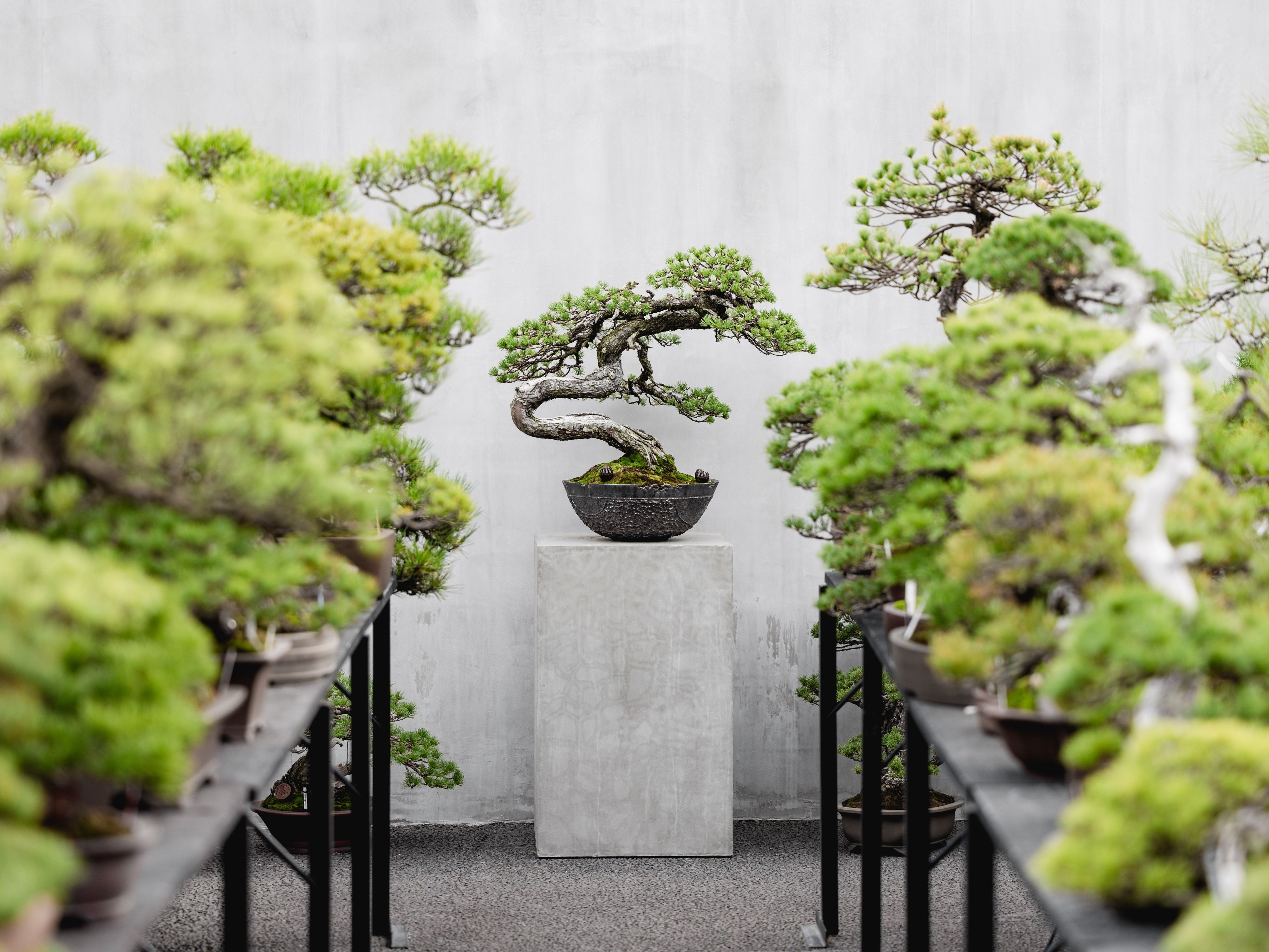 盆栽　ひな壇 鑑賞棚 盆栽が引き立つシャンパンゴールド BONSAI ジャヌ東京】「TRADMAN'S BONSAI」の盆栽に染まるフェスティブシーズン