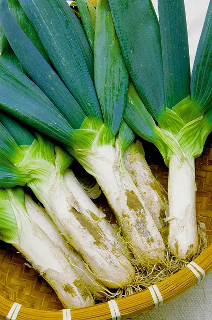 下仁田ネギ　本場馬山地区産 本場下仁田産！ 下仁田ネギ 2㎏：群馬県産の下仁田ねぎ｜食べ