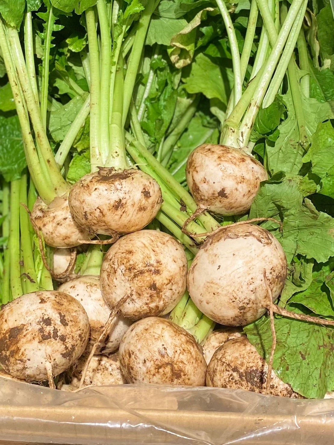 千葉県香取市産 『艶（あで）こかぶ』