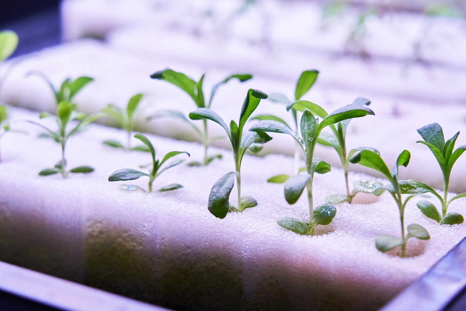 LEDの光を用いた水耕栽培