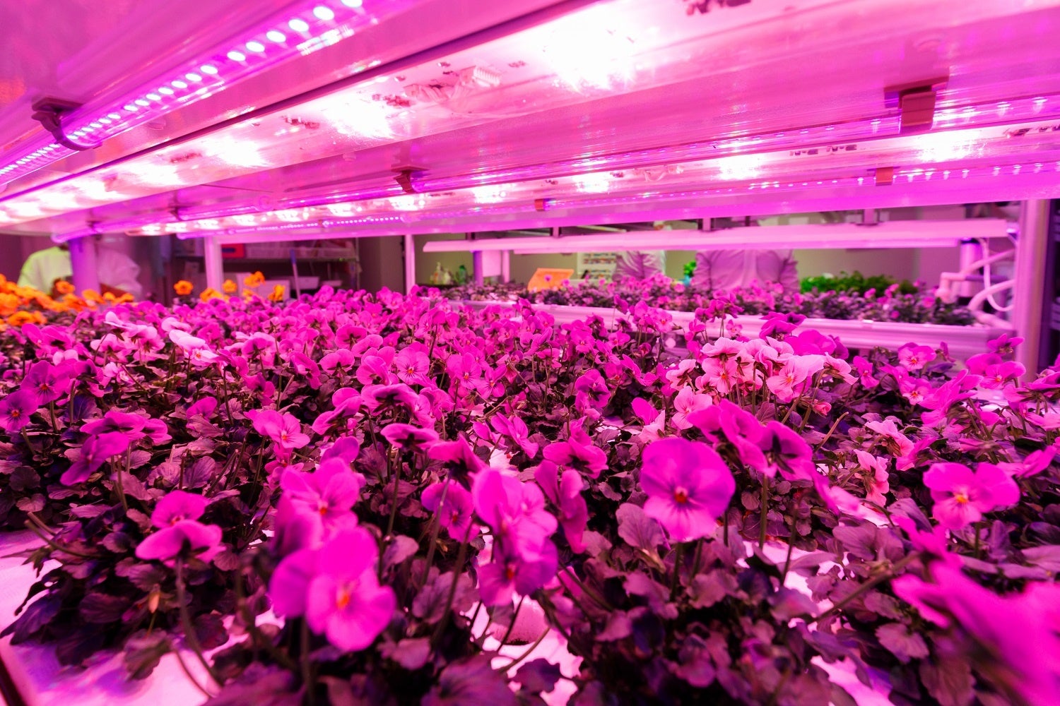 LEDの光を用いた水耕栽培