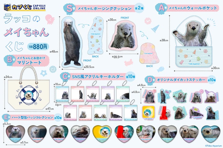 鳥羽水族館』のアイドル! 「ラッコのメイちゃん」のお誕生日を記念 鳥羽水族館』のアイドル! 「ラッコのメイちゃん」のお誕生日を記念