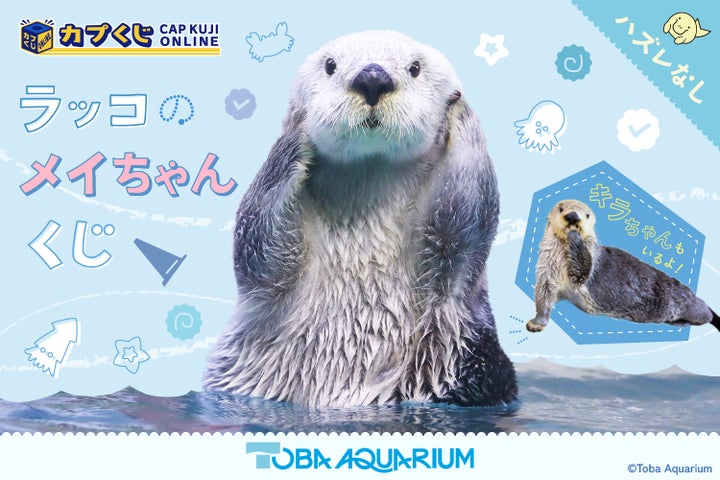 鳥羽水族館』のアイドル! 「ラッコのメイちゃん」のお誕生日を記念 鳥羽水族館』のアイドル! 「ラッコのメイちゃん」のお誕生日を記念