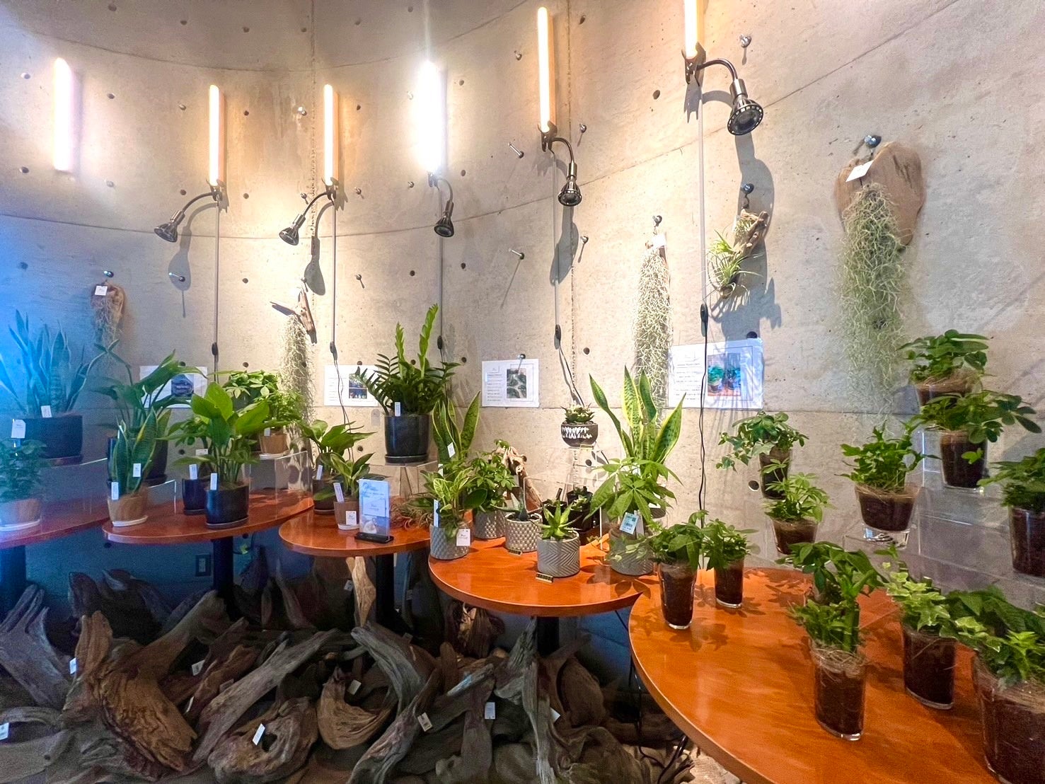 【観葉植物を中心とした園芸コーナー】