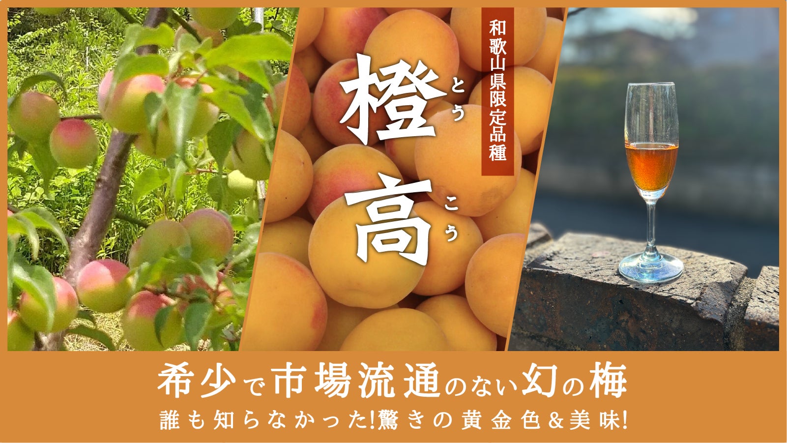 幻の梅「橙高」を絶やしてはいけない!受粉を助ける目的で植えた梅が 幻の梅「橙高」を絶やしてはいけない!受粉を助ける目的で植えた梅が