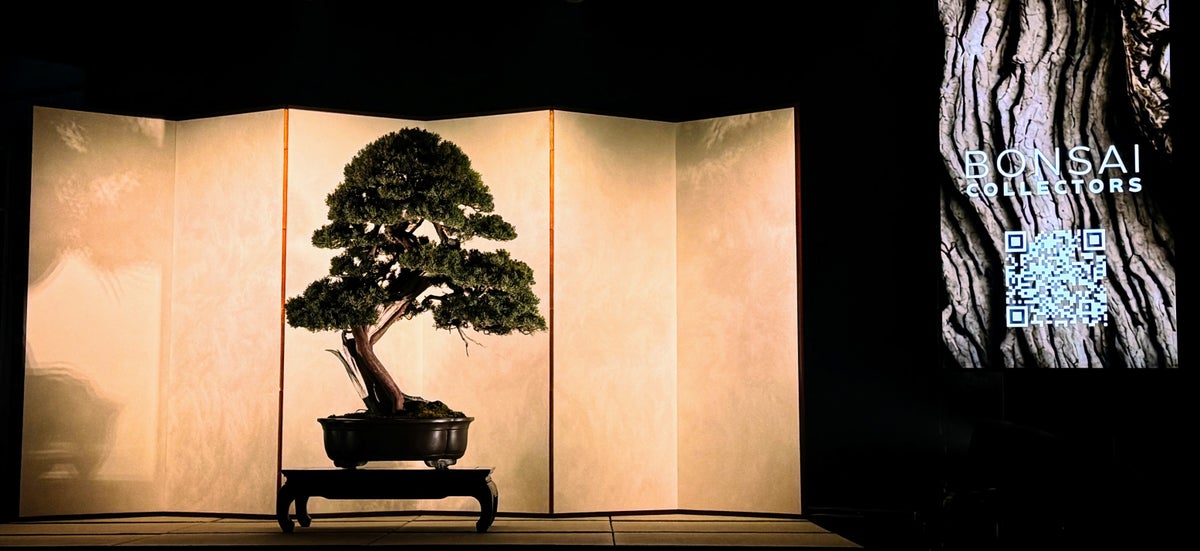 Bonsai Collectors、国風盆栽展で伝統と技術の融合を祝う Bonsai Collectors、国風盆栽展で伝統と技術の融合を祝う