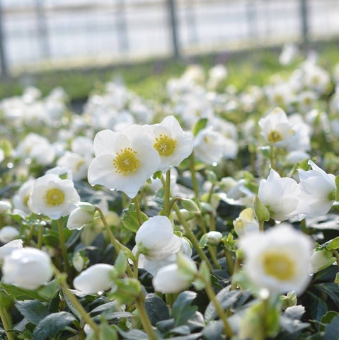 クリスマスローズの世界展 2024 クリスマスローズの世界展 2024