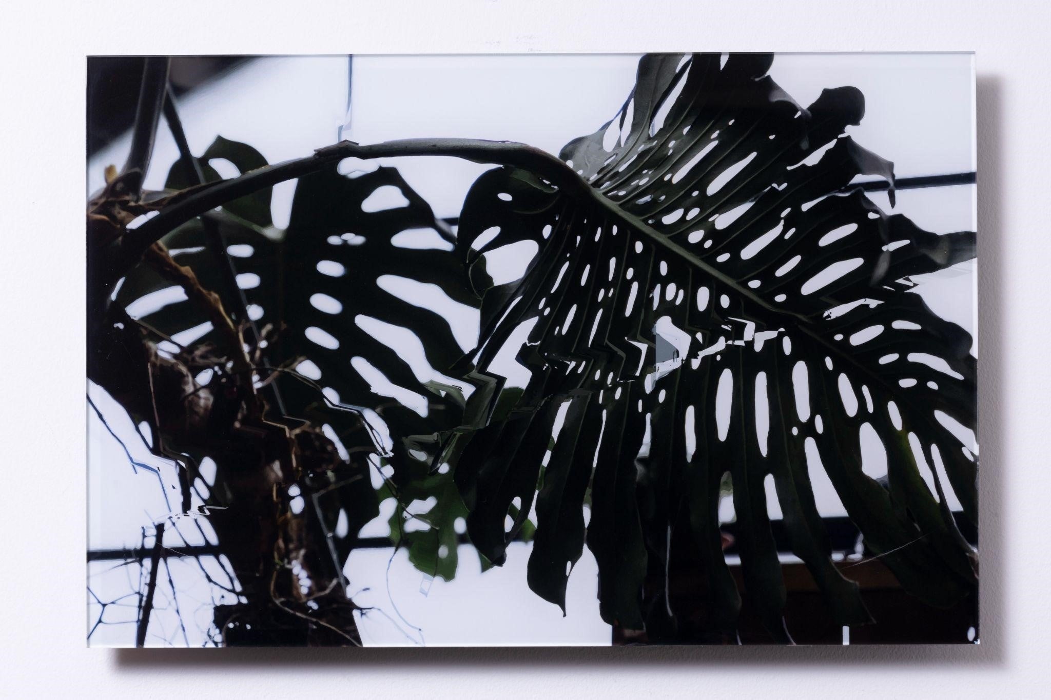 縣 健司「Landscape -big leaf- -大きな葉-」