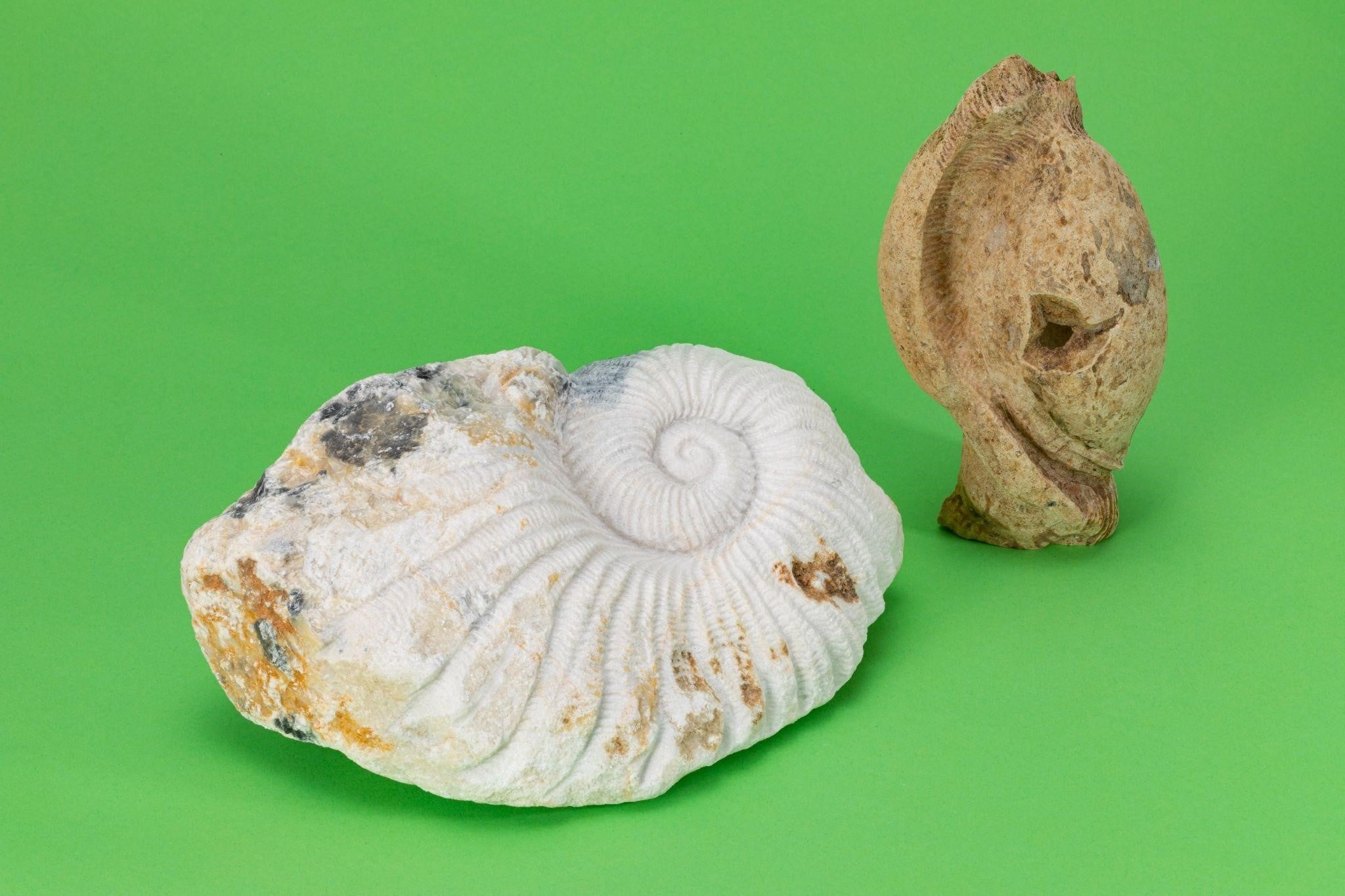 谷本 めい「左：アンモナイトの化石II  ／ 右：朽ちた貝」