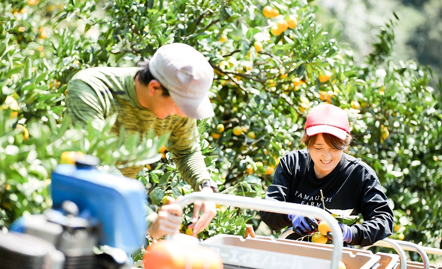 気候・土壌ともにおいしいみかんを育てる条件が揃った宇和島市。 山内ファームでは、市場に出回りにくい貴重な品種も栽培。