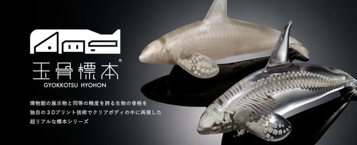 研究者・博物館も絶賛! 生物の骨格をクリアボディ内に再現した超 研究者・博物館も絶賛! 生物の骨格をクリアボディ内に再現した超