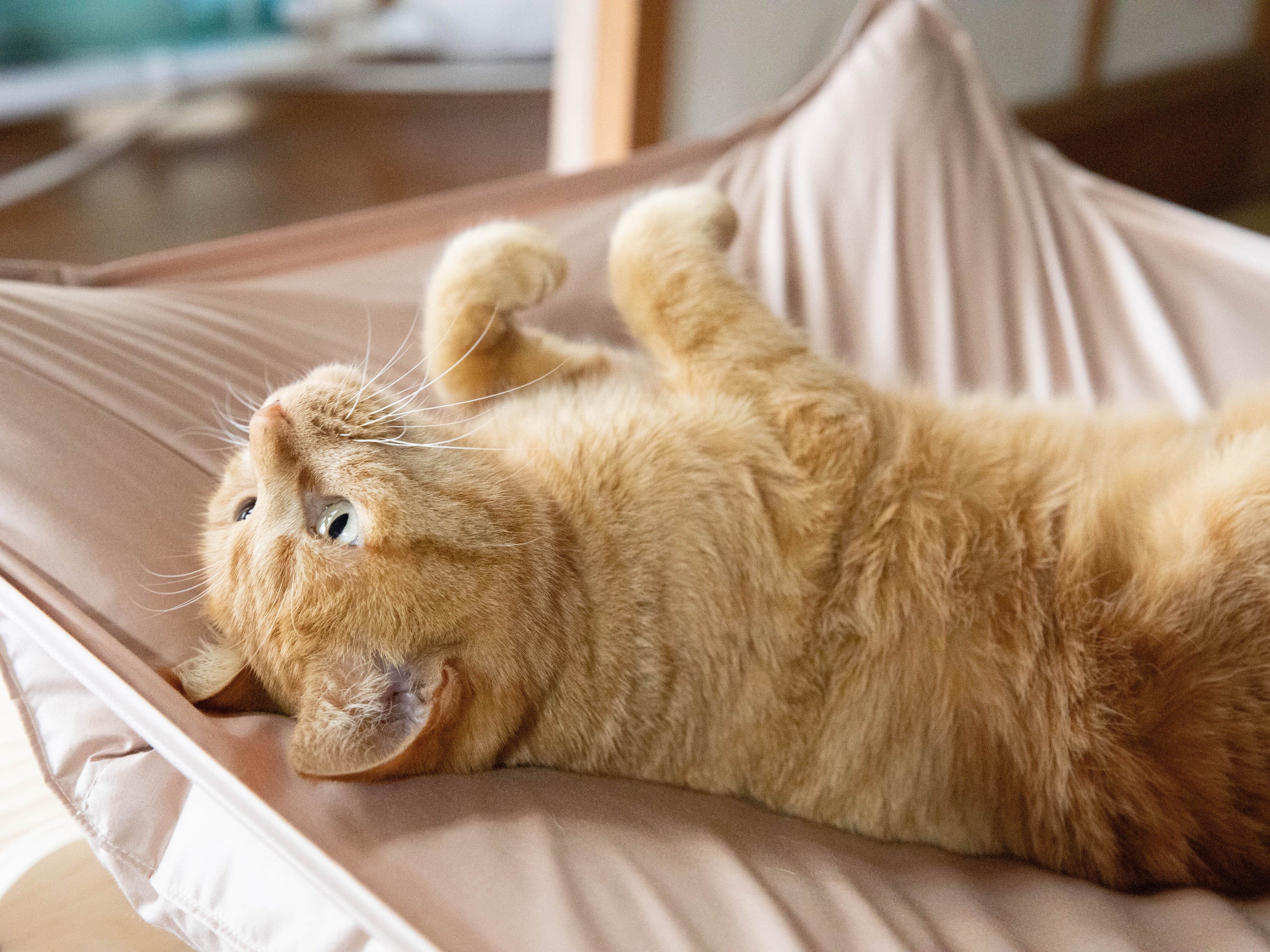 まるで雲の上の寝心地 布団屋が贈る猫用ハンモック「猫雲（にゃくも