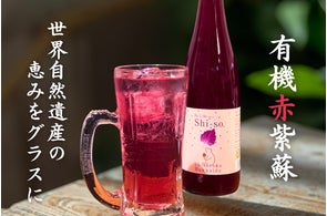 世界自然遺産・知床で育った「有機赤しそ」を使った限定ドリンク新登場! 【北海道海鮮 にほんいち 福島店】