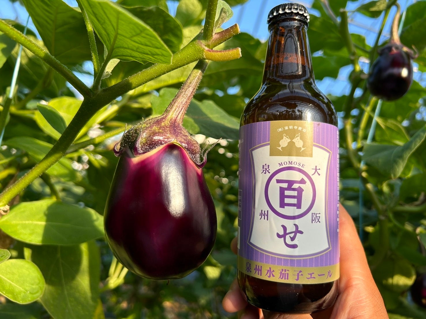 ナス 水ナスがビールになった！＞300本限定製造！⾃然の恵みを堪能できる