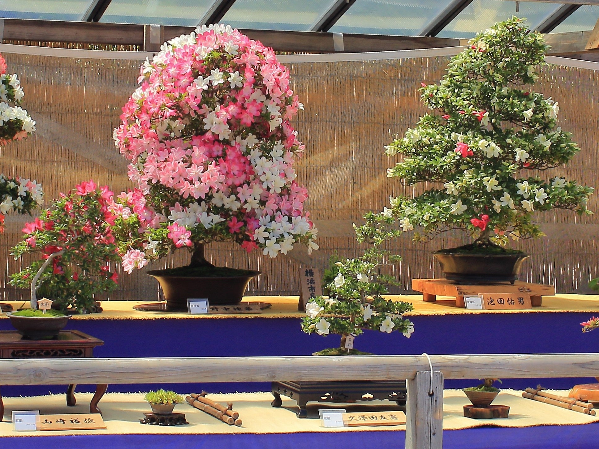 横浜・三溪園で花笑む初夏の花展示 | 横浜市のプレスリリース
