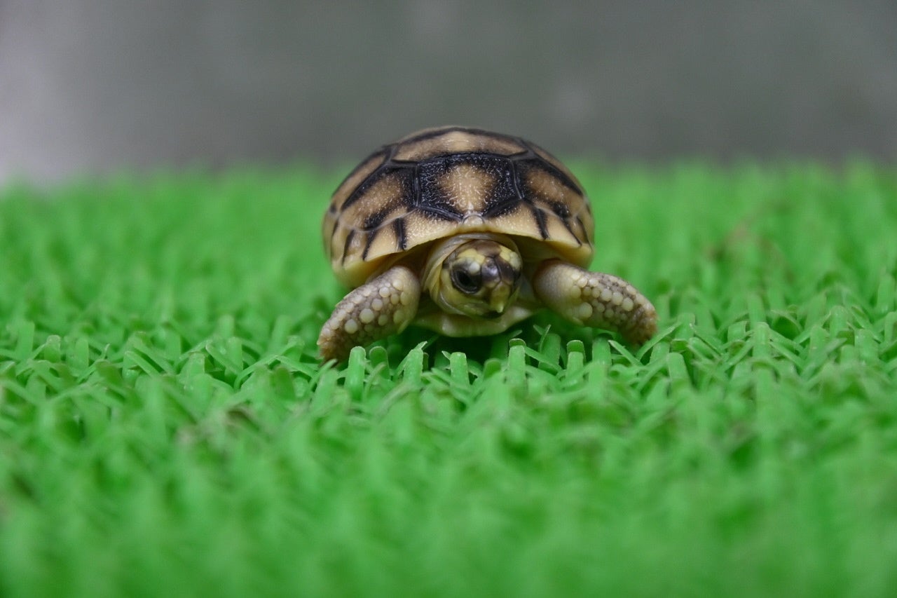 ヘサキリクガメ（正面）