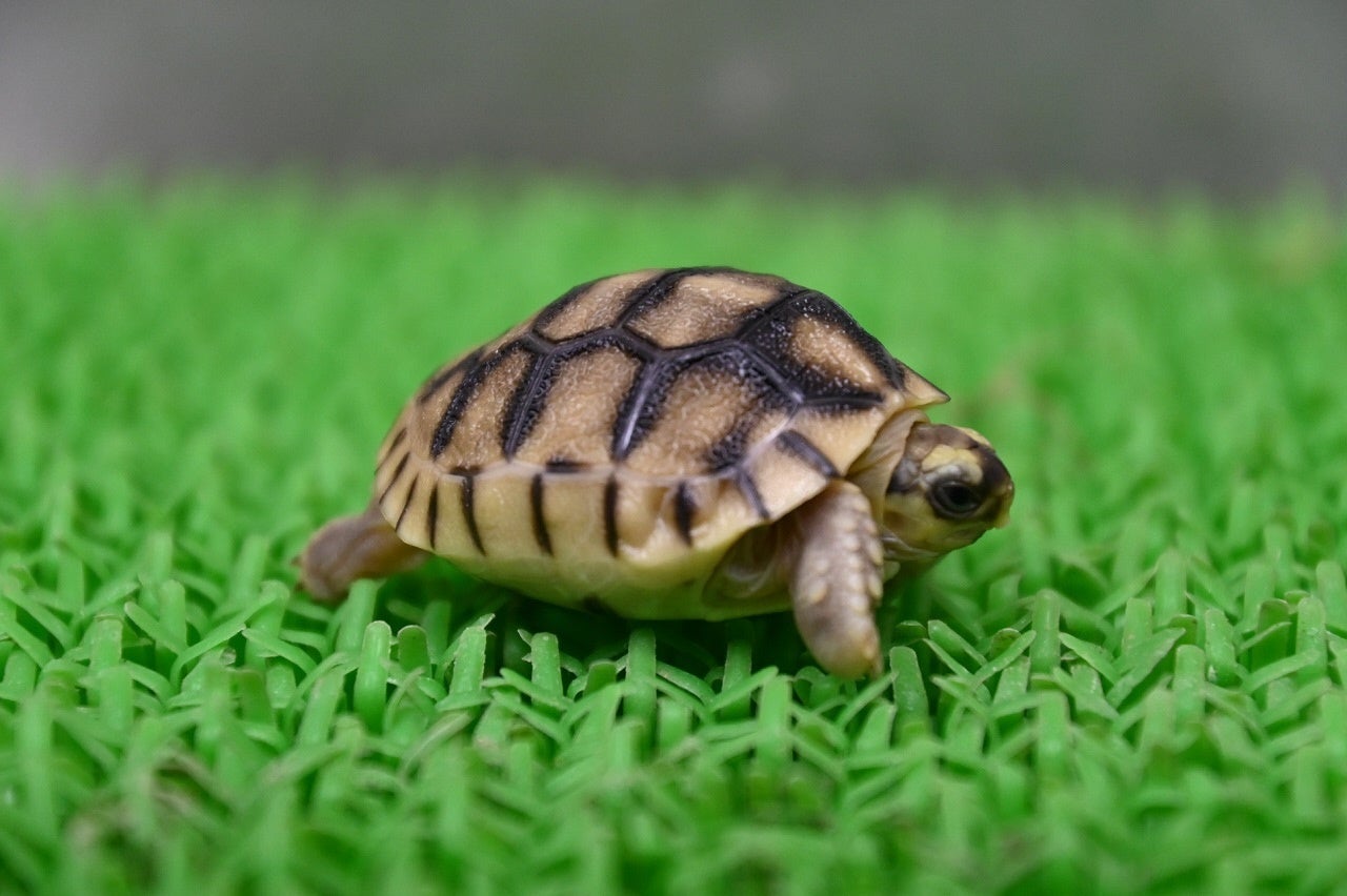 ヘサキリクガメ（横）