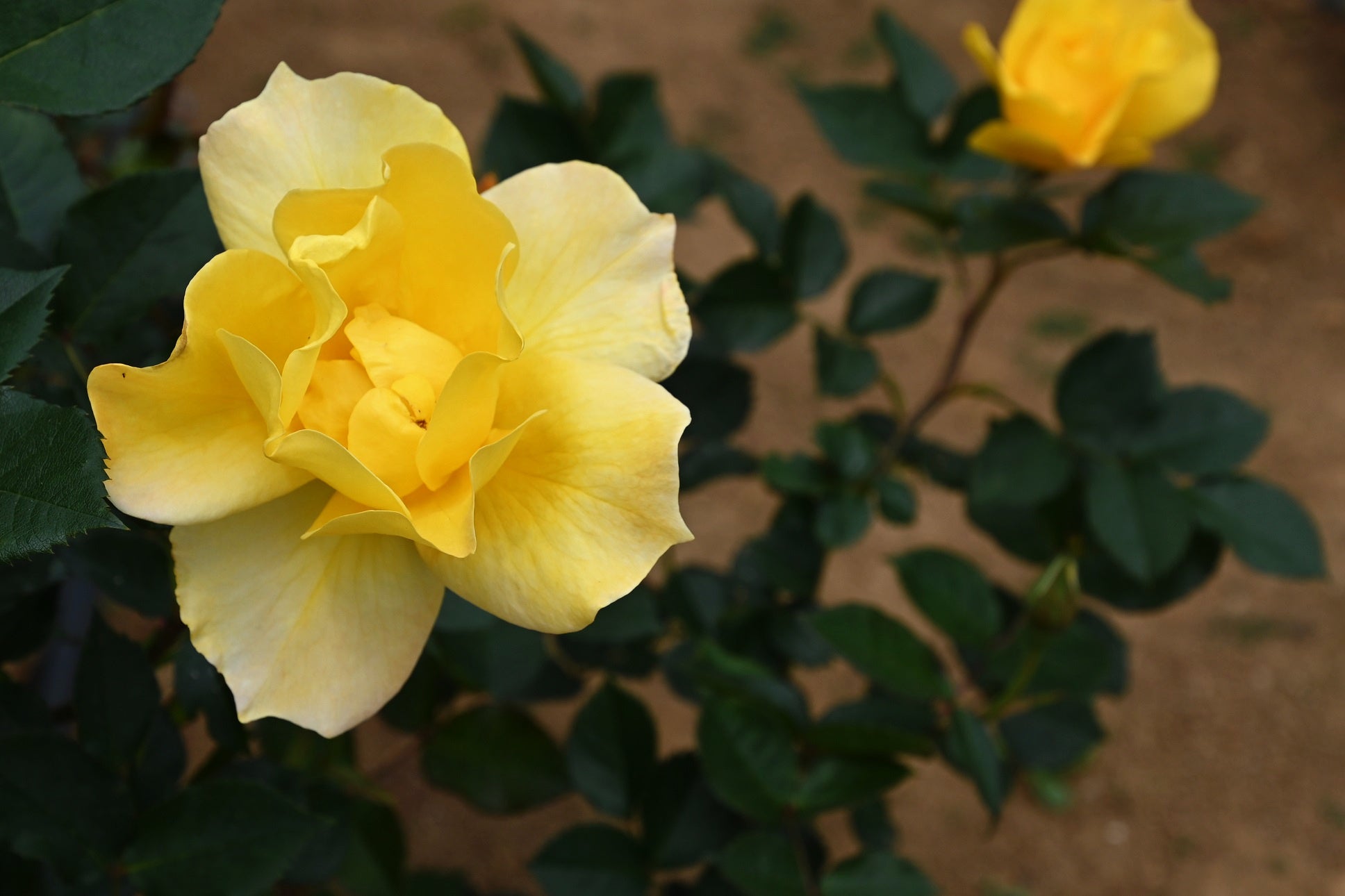 イエローシンプリシティ