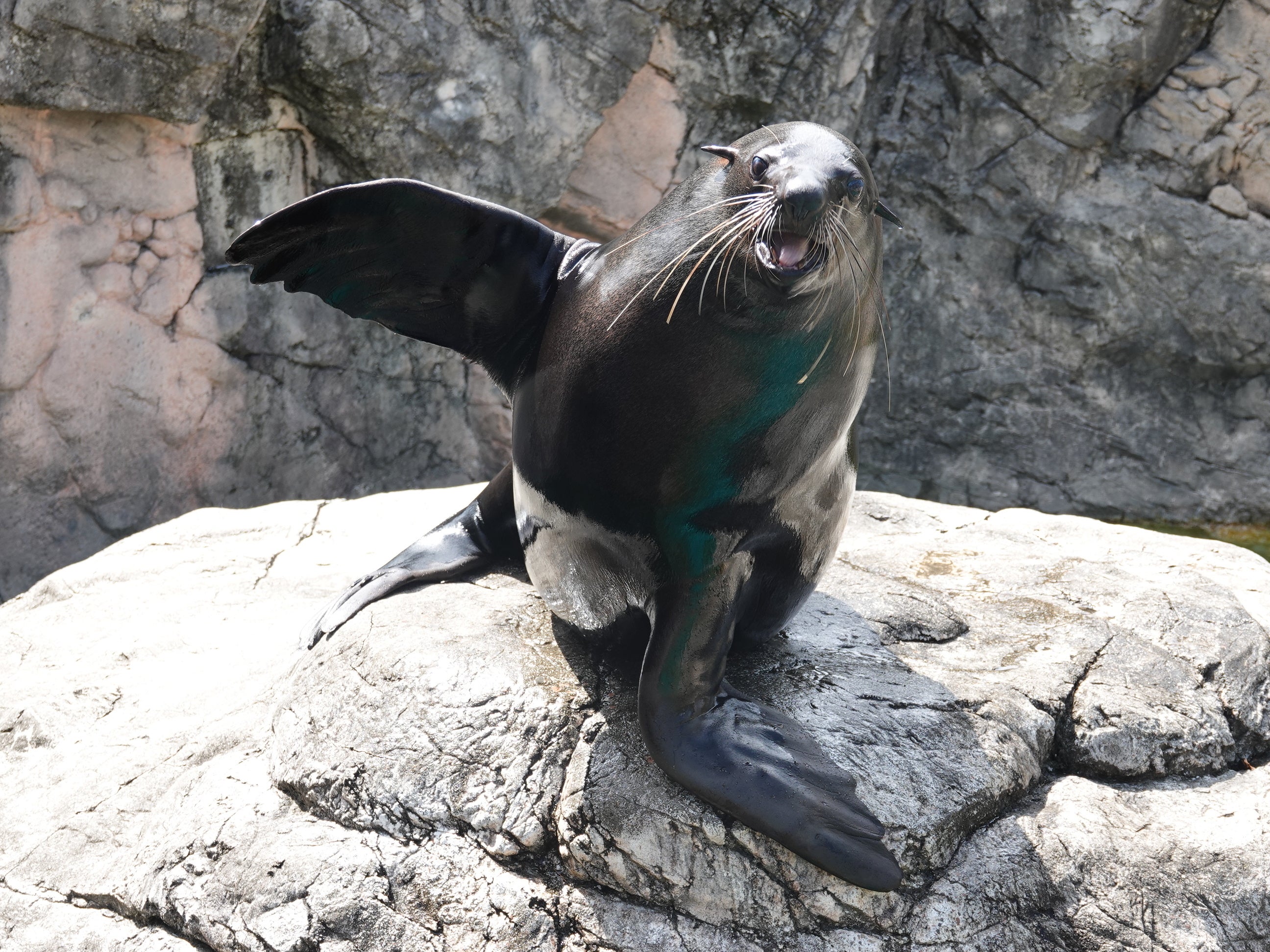 ミナミアフリカオットセイ