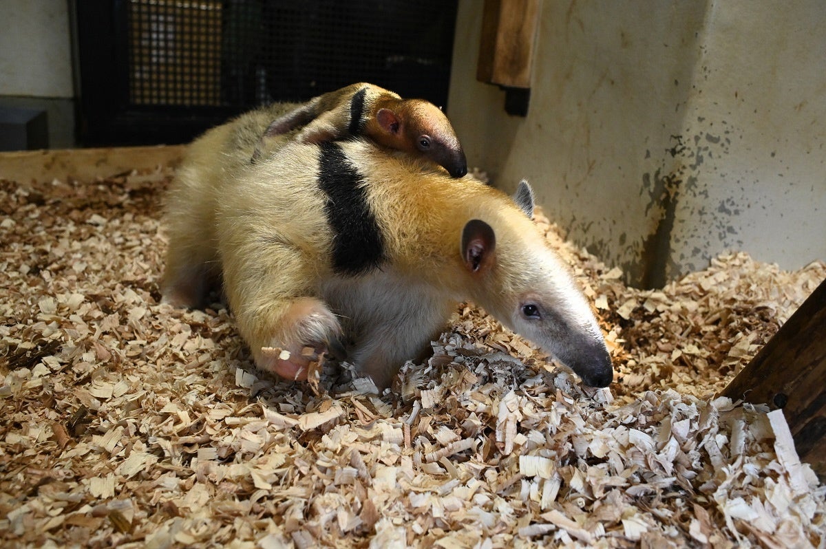 横浜市立野毛山動物園で初めてミナミコアリクイの赤ちゃんが誕生