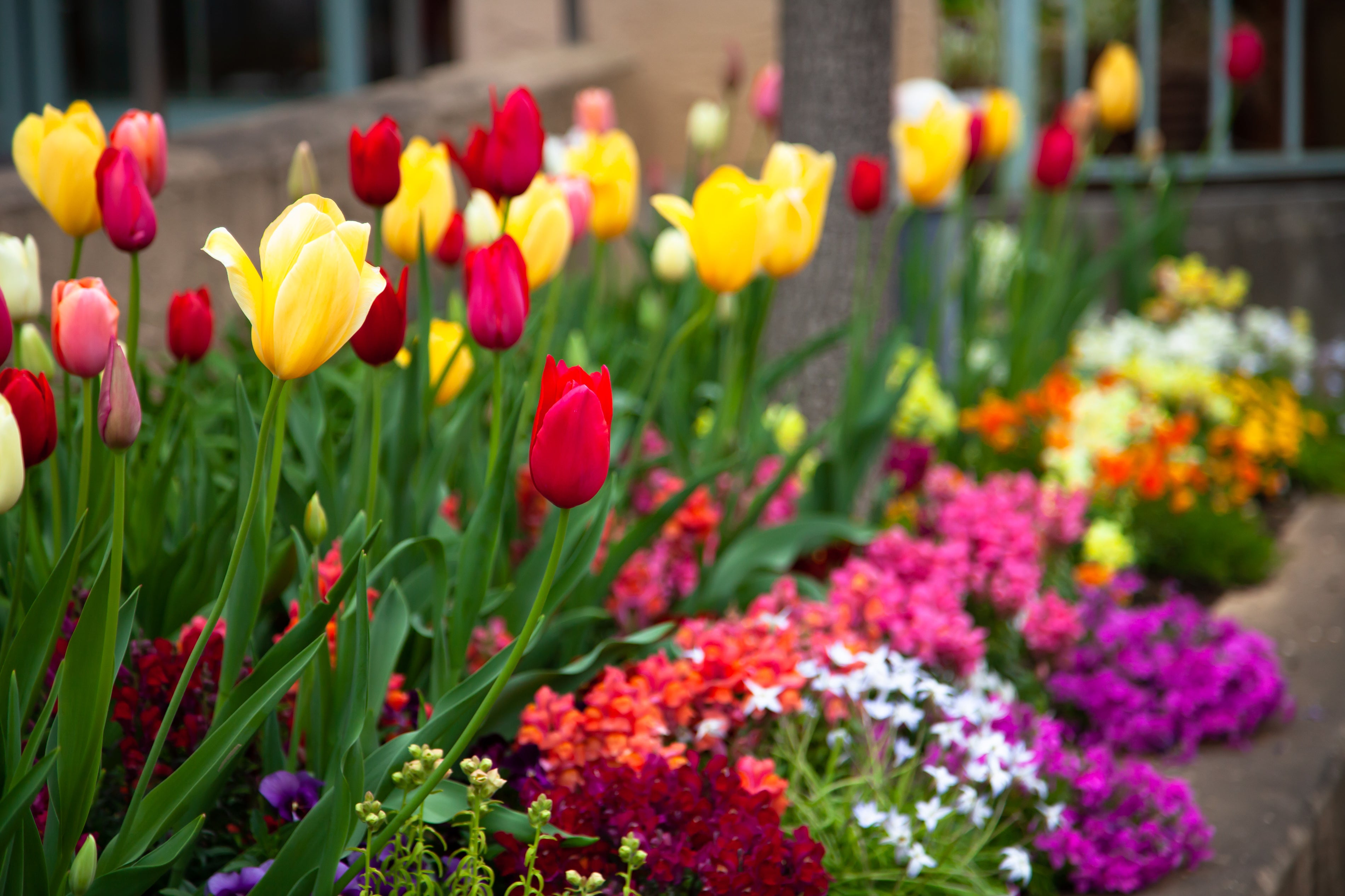 横浜で「瀬谷オープンガーデン2022」開催！ 瀬谷区の皆様が丹精込めて