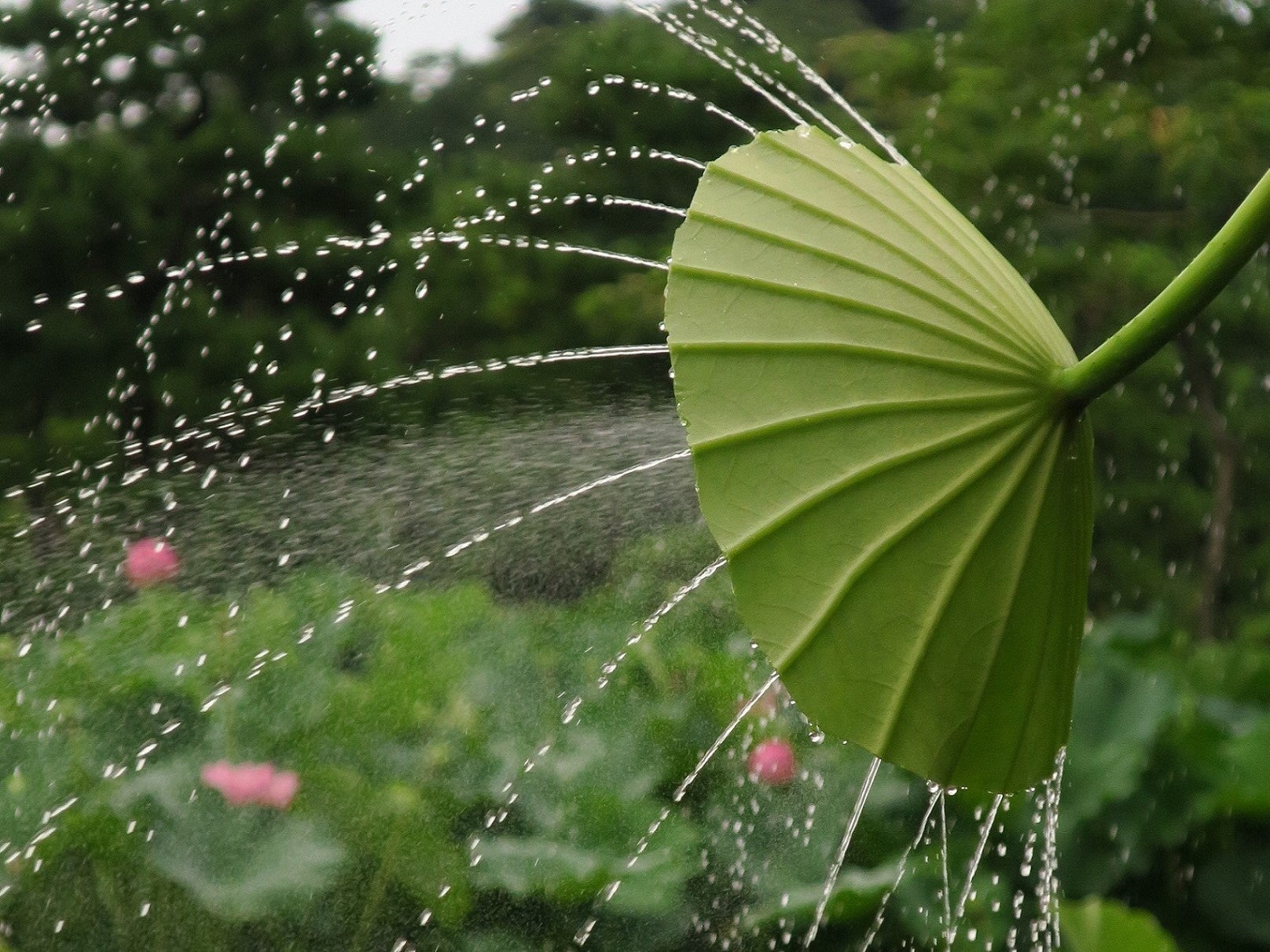 早朝に咲く大輪の蓮の花を満喫！横浜・三溪園 観蓮会 ＜7/22～8/14の金