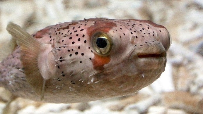 海の生き物の話、それってウソ?ホント?~エイプリルフール企画展示で雑学を得よう‼~