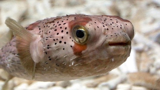 【下田海中水族館】海の生き物の話、それってウソ?ホント?~エイプリルフール企画展示で雑学を得よう!!~2026年3月20日(金・祝)~4月5日(日) 【下田海中水族館】海の生き物の話、それってウソ?ホント?~エイプリルフール企画展示で雑学を得よう!!~2026年3月20日(金・祝)~4月5日(日)