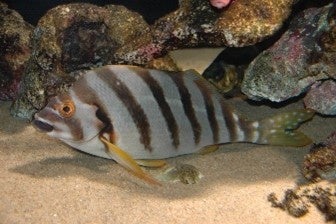 タカノハダイ