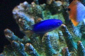 ソラスズメダイ