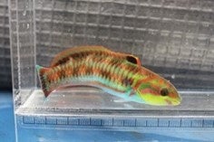 ニシキベラ