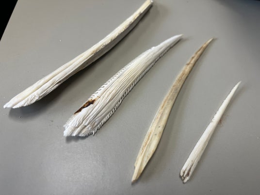 【下田海中水族館】まるっと定置網展企画第 2弾「漁師さんと一緒に!漁師衣装で魚の餌付けショー」開催!2026年 7月 25日(土)~ 8月 23日(日) 【下田海中水族館】まるっと定置網展企画第 2弾「漁師さんと一緒に!漁師衣装で魚の餌付けショー」開催!2026年 7月 25日(土)~ 8月 23日(日)