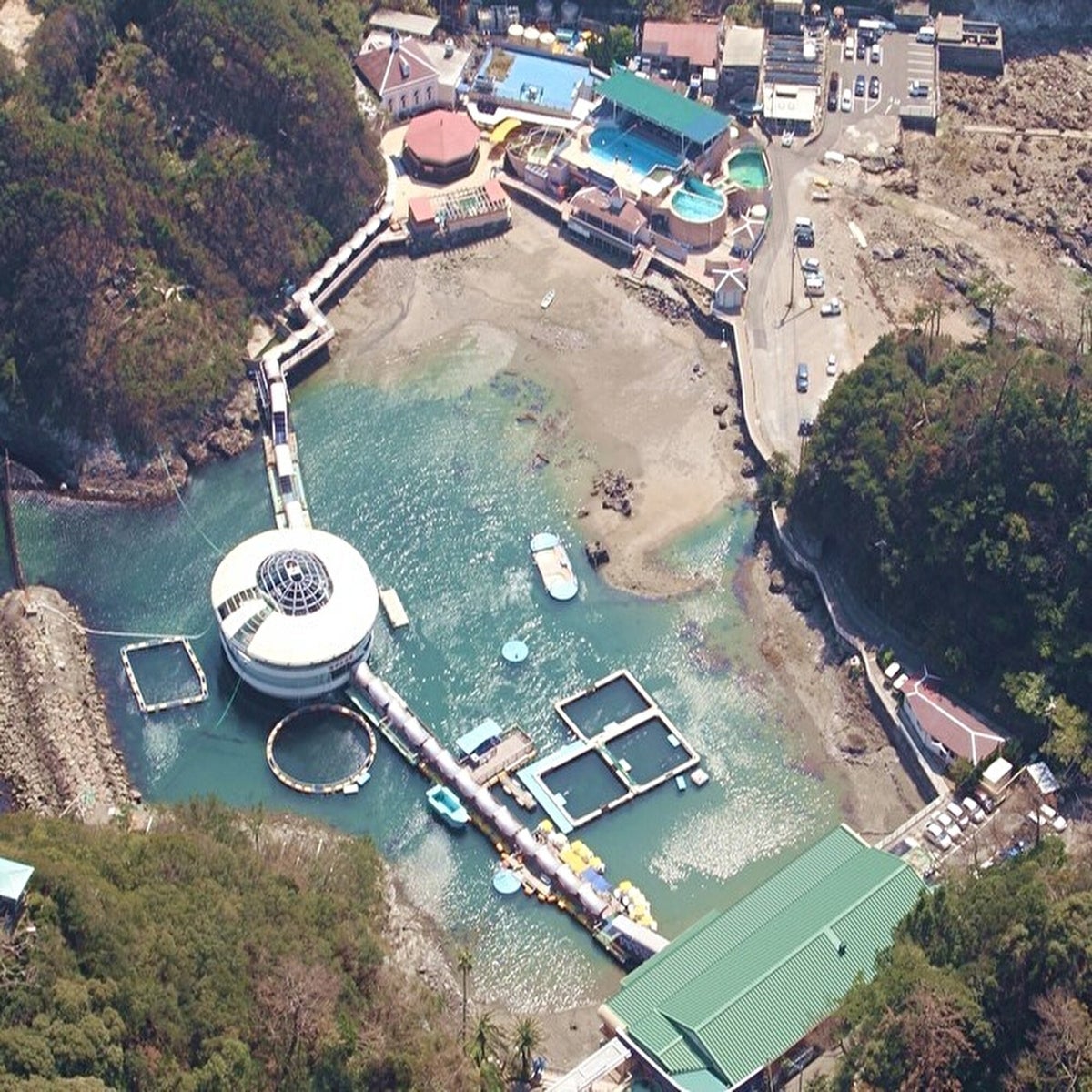 11月1日(日)は計量記念日 下田海中水族館でオウサマペンギンの体重を公開測定