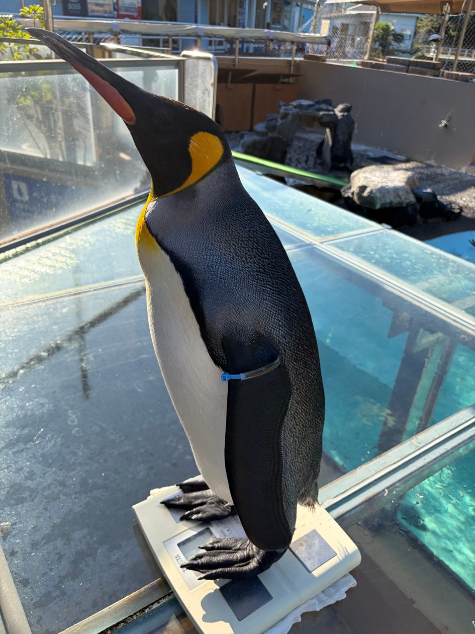 【下田海中水族館】11月3日(火・祝)はアロマの日 アイランドハーブ伊豆アロマ×下田海中水族館 アロマウィークは伊豆白浜の香りで癒しをお届け!2026年11月3日(火・祝)~11月9日(月)