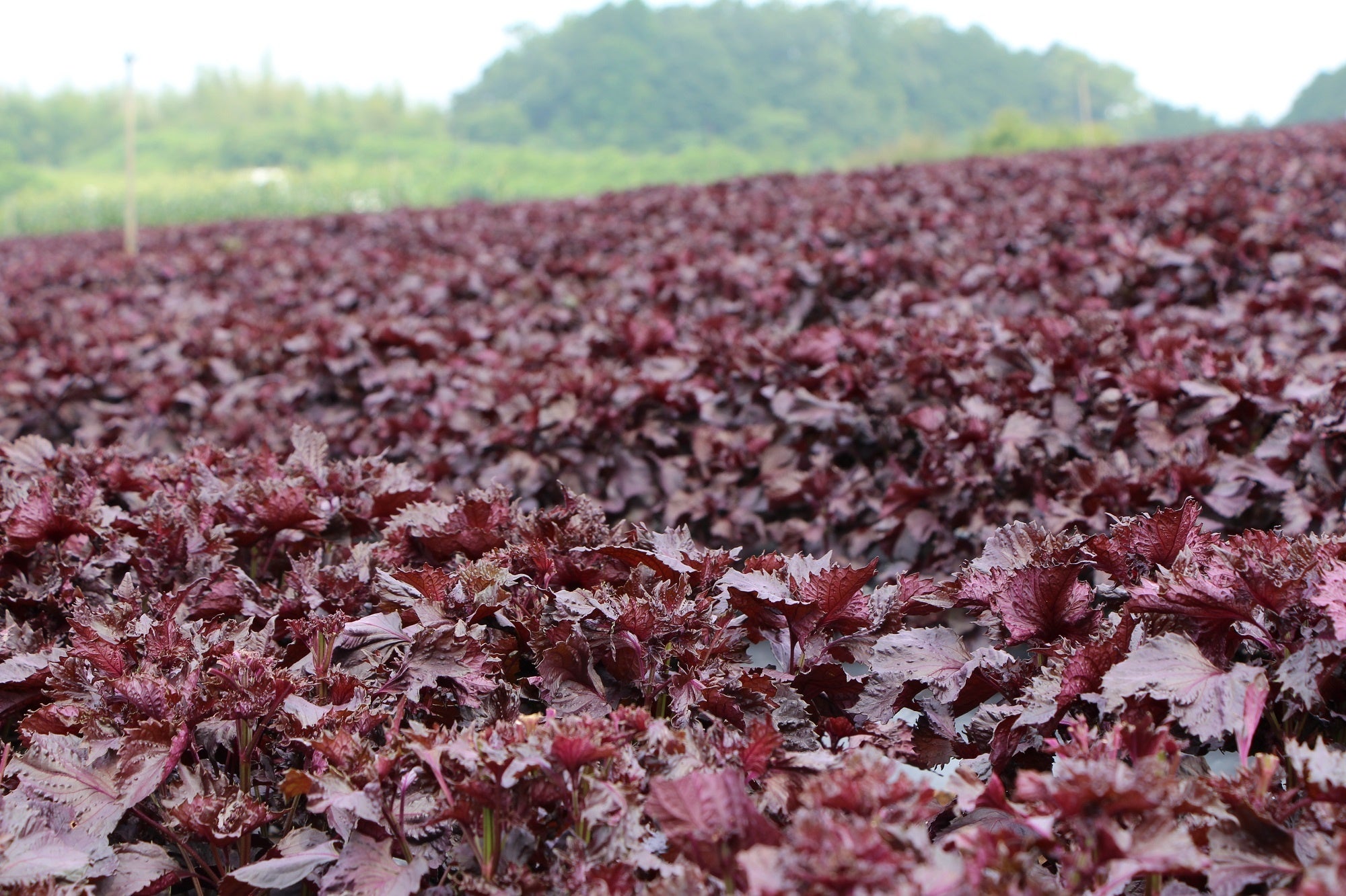 コロナ禍で在庫過多になった箱根西麓の赤紫蘇を有効活用「三島赤紫蘇の