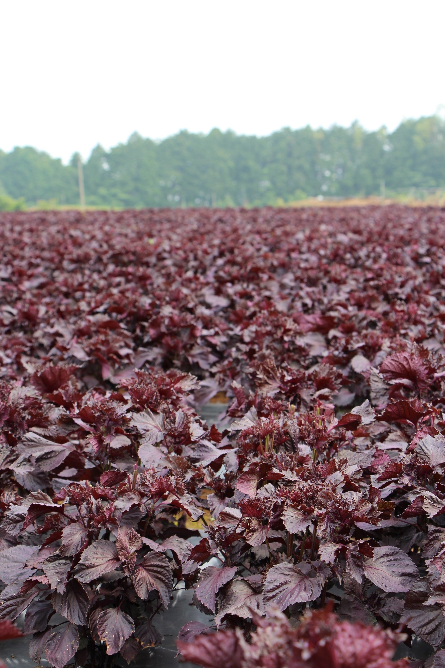 箱根西麓地域「三島赤紫蘇」