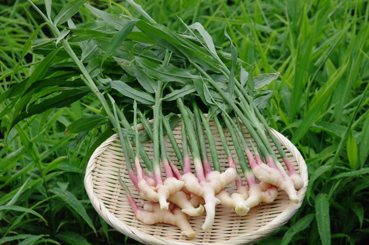 ヤマツ葉ショウガ