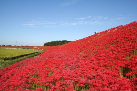 【愛知県半田市】地元の人々の手で守り受け継ぐ、童話「ごんぎつね」の情景 次代を担う子どもたちが矢勝川堤に彼岸花を植栽 【愛知県半田市】地元の人々の手で守り受け継ぐ、童話「ごんぎつね」の情景 次代を担う子どもたちが矢勝川堤に彼岸花を植栽