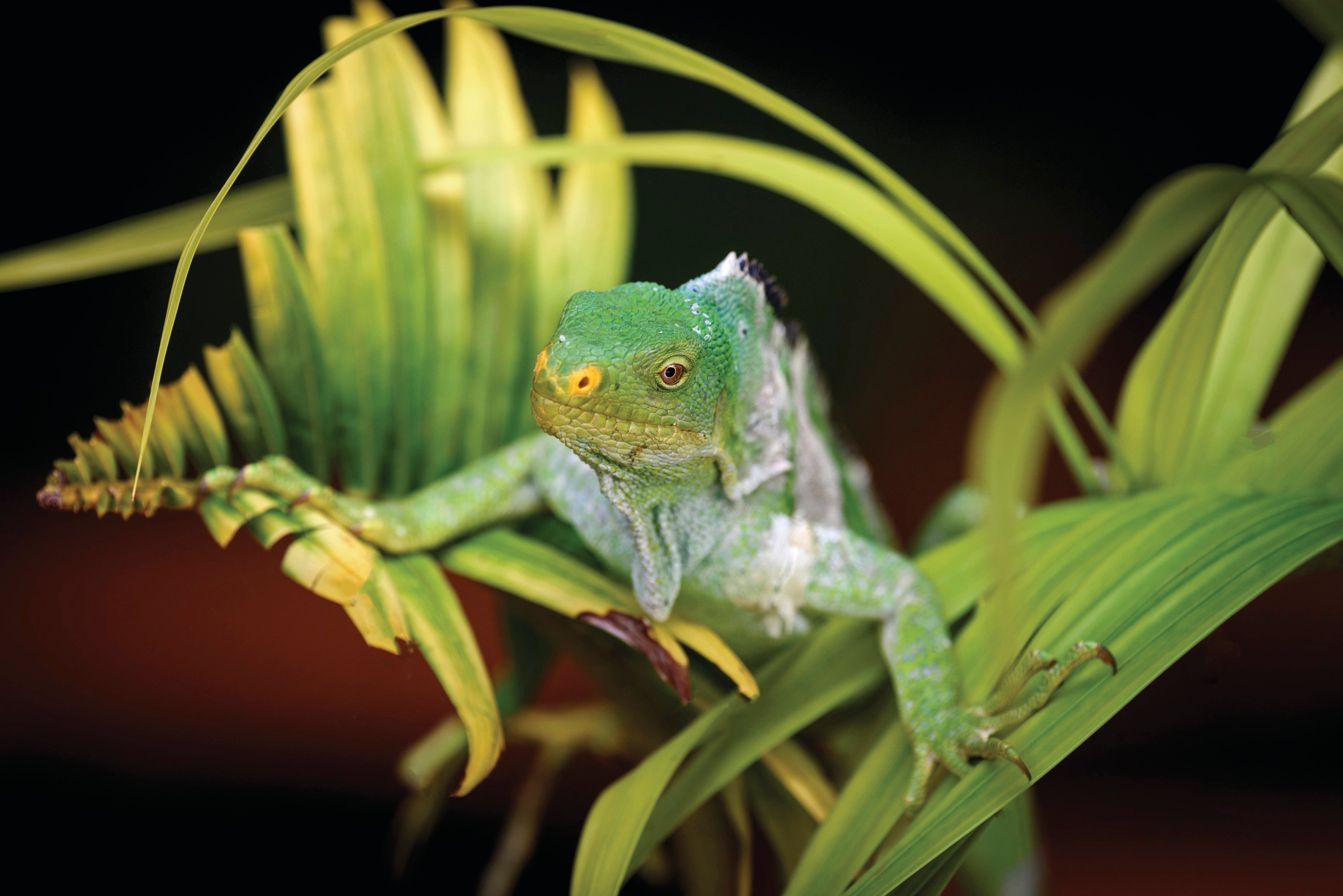 写真：フィジー政府観光局