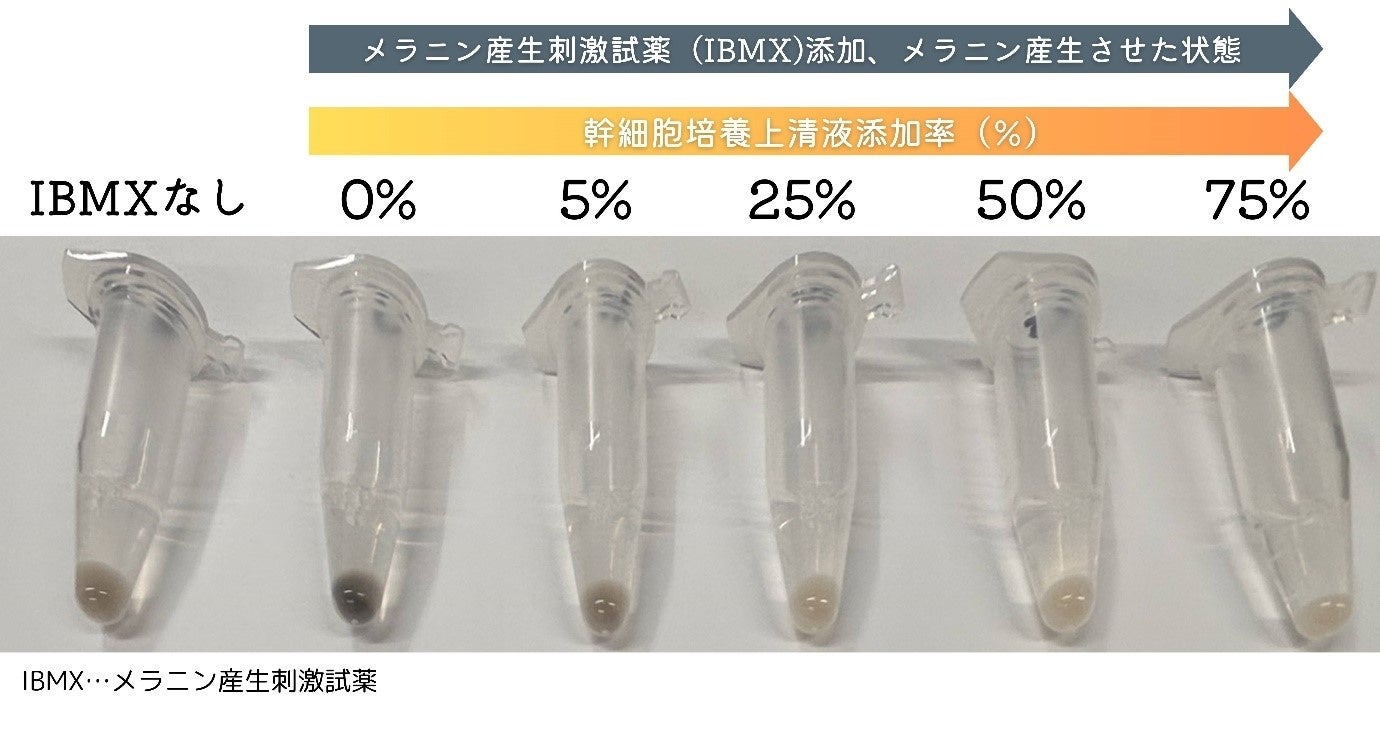 メラニン産生実験