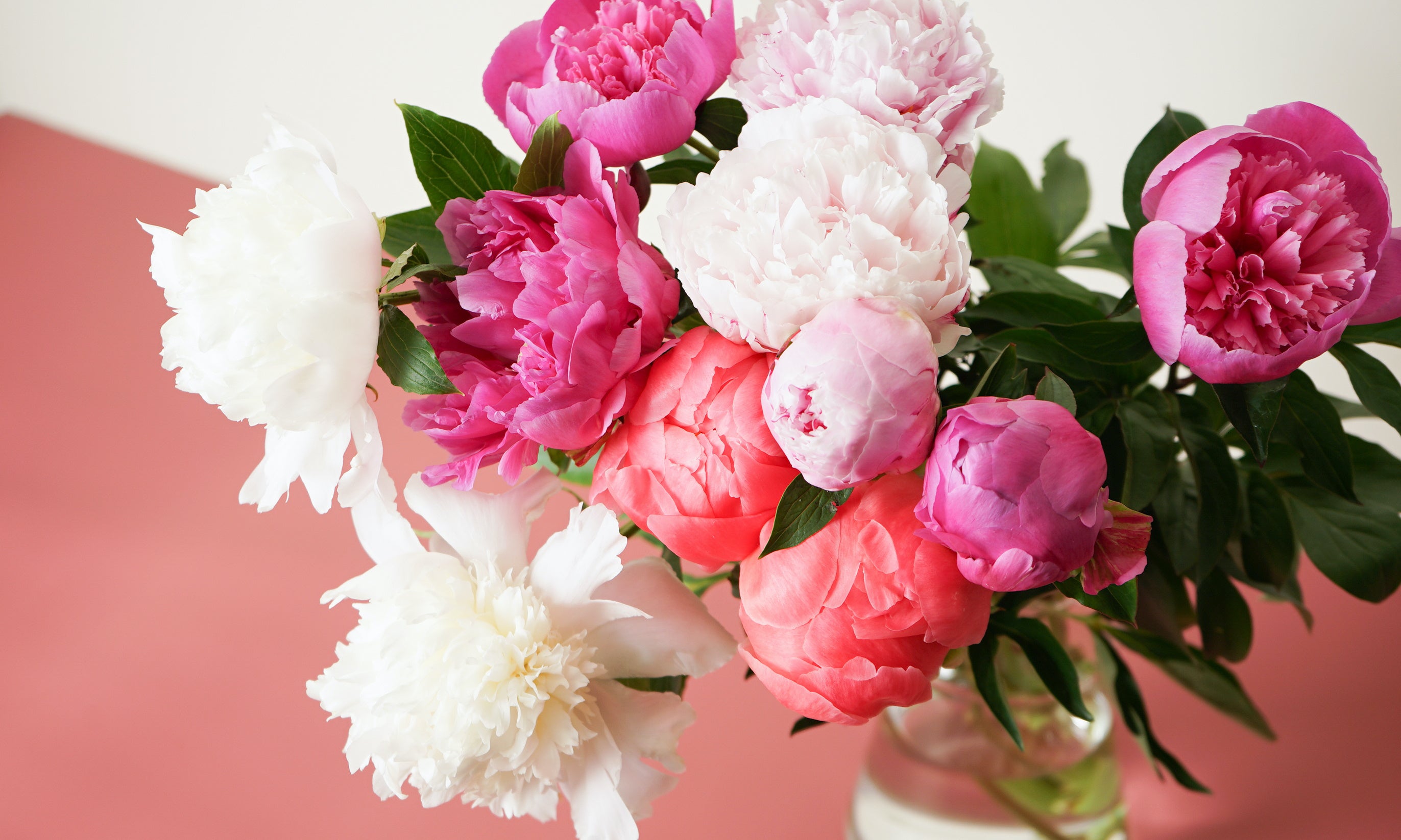 5月4週目テーマ「シャクヤク」