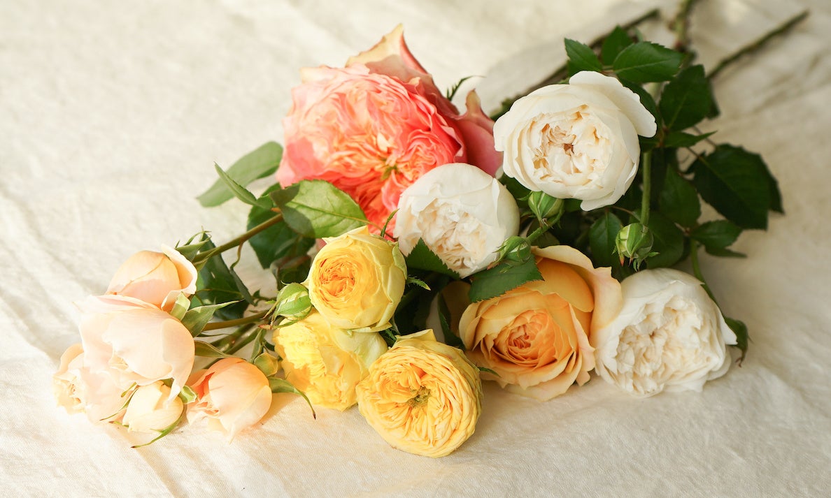 5月2週目テーマ「バラ」